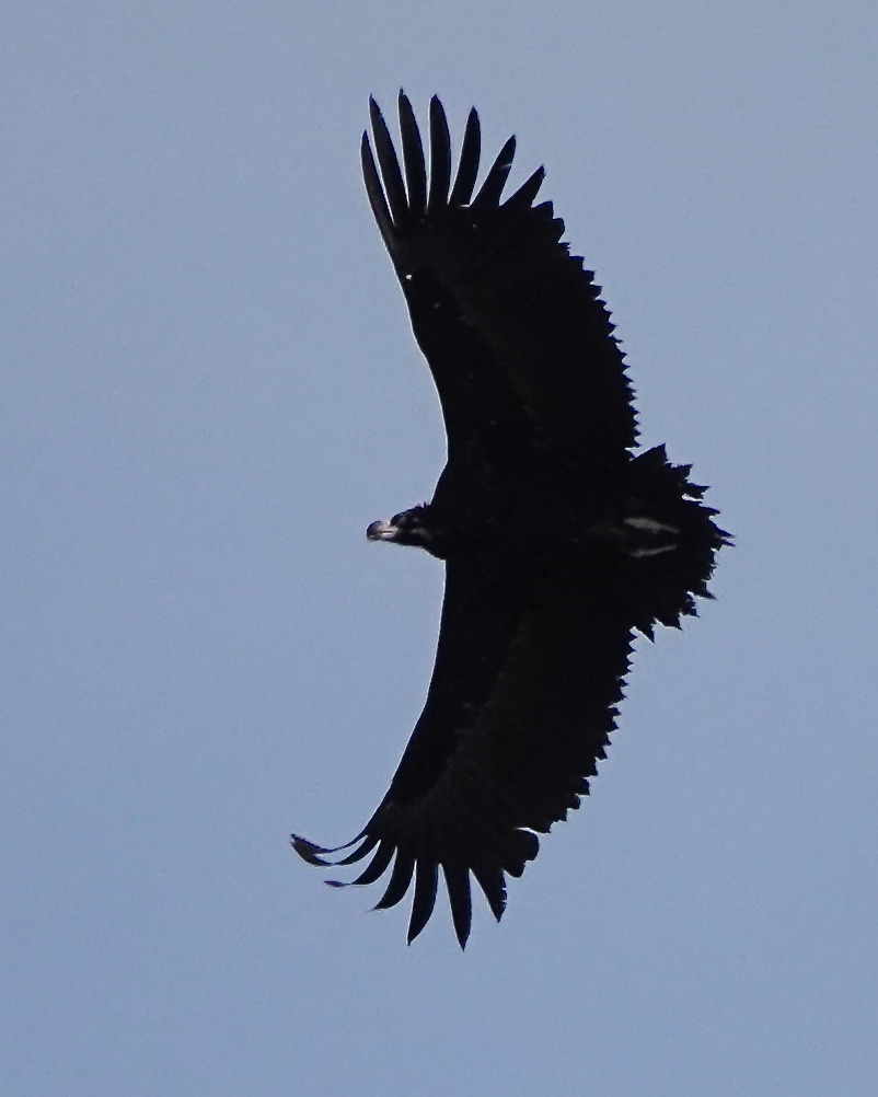 black vulture